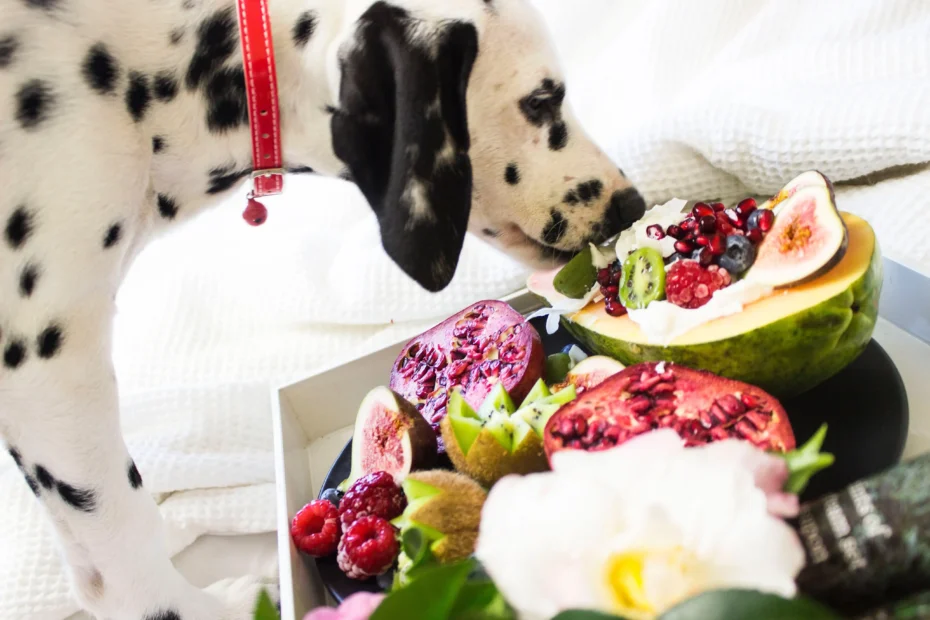 Service Dog Nutrition All You Need to Know in 2022