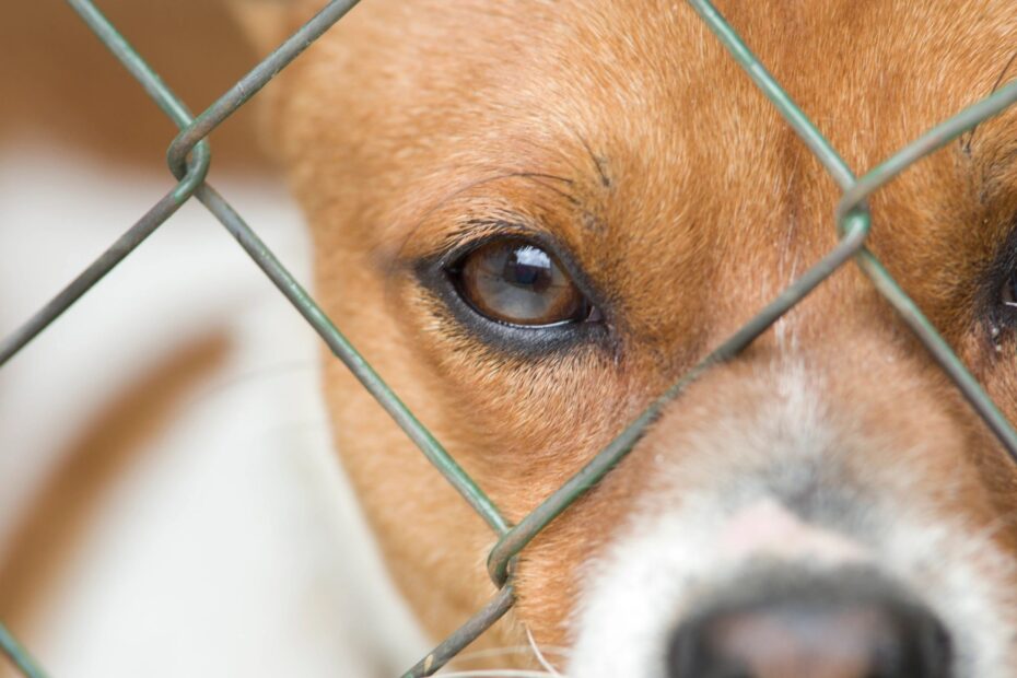 Can an ESA Animal Help Someone with Bipolar Disorder?