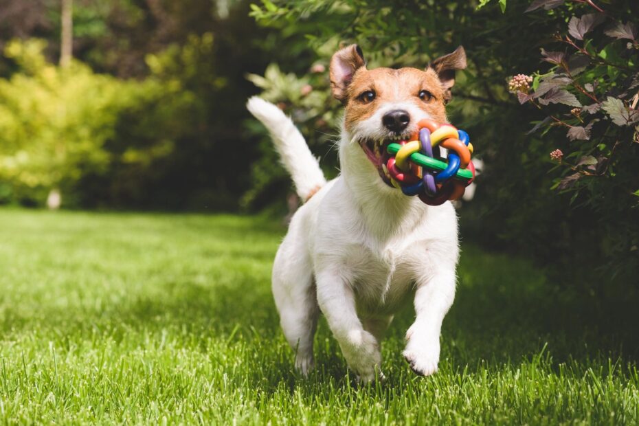 Do I Qualify for a Psychiatric Service Dog Quiz
