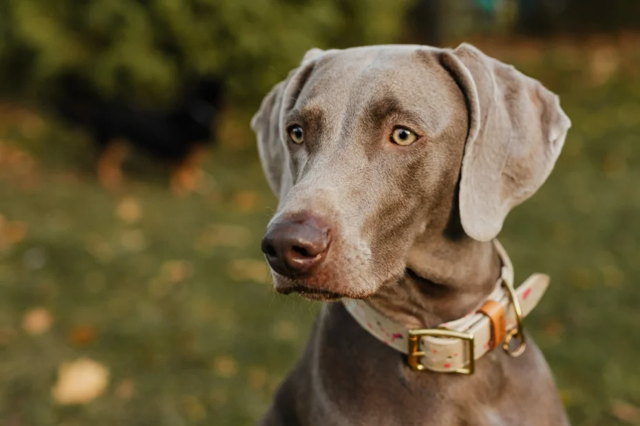 DPT Dog Everything You Need To Know About It