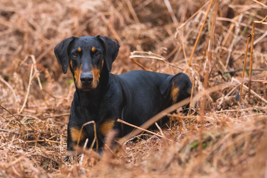 Doberman Service Dog Everything You Need to Know