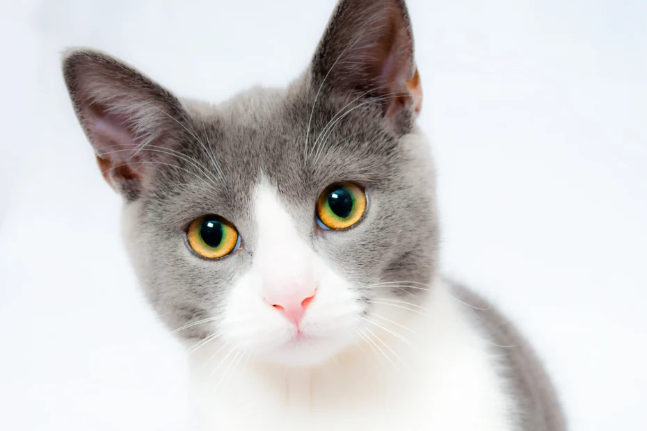 Why Can't Cats Be Service Animals