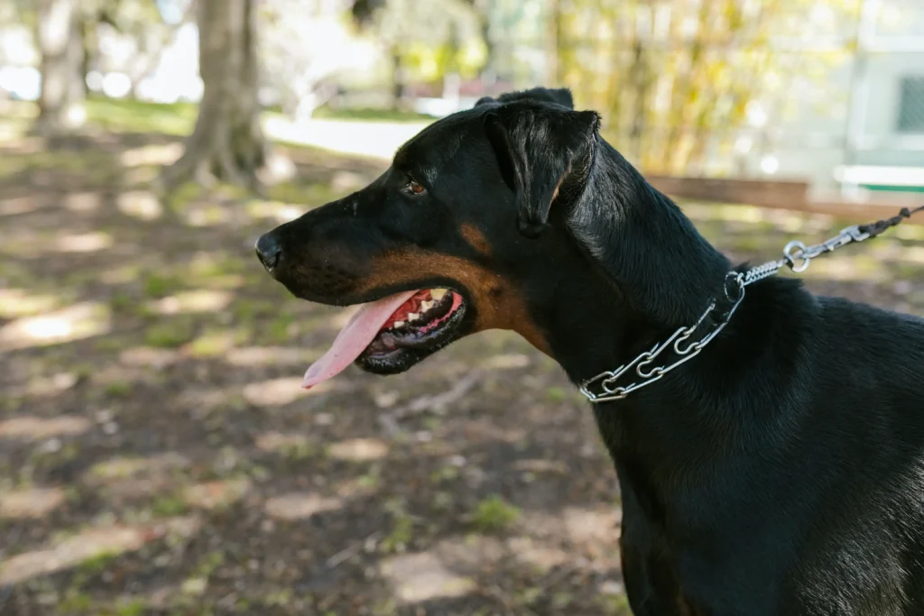 Can a Doberman be a Service Dog