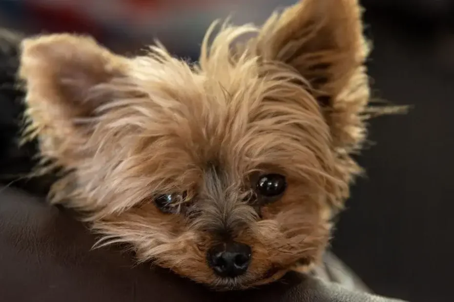 Can A Yorkie Be A Service Dog