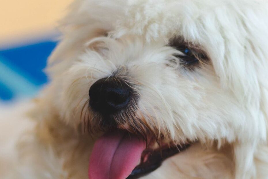 Can Small Dogs Be Service Dogs