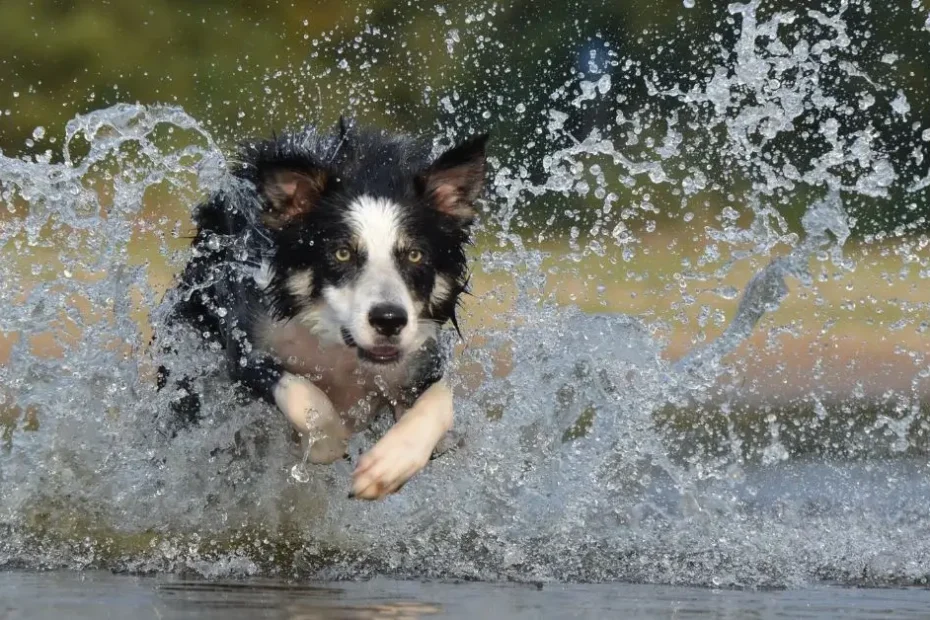 Service Dog Public Access Test